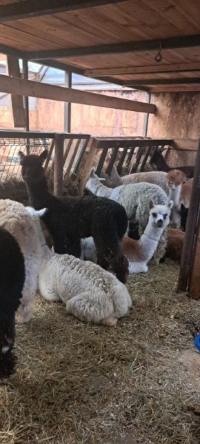 Альпаки поселятся в барнаульском зоопарке