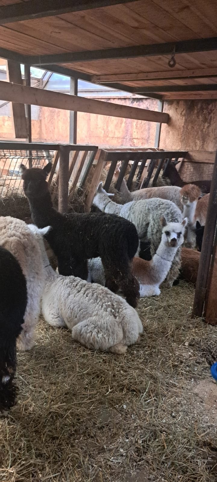 Альпаки поселятся в барнаульском зоопарке