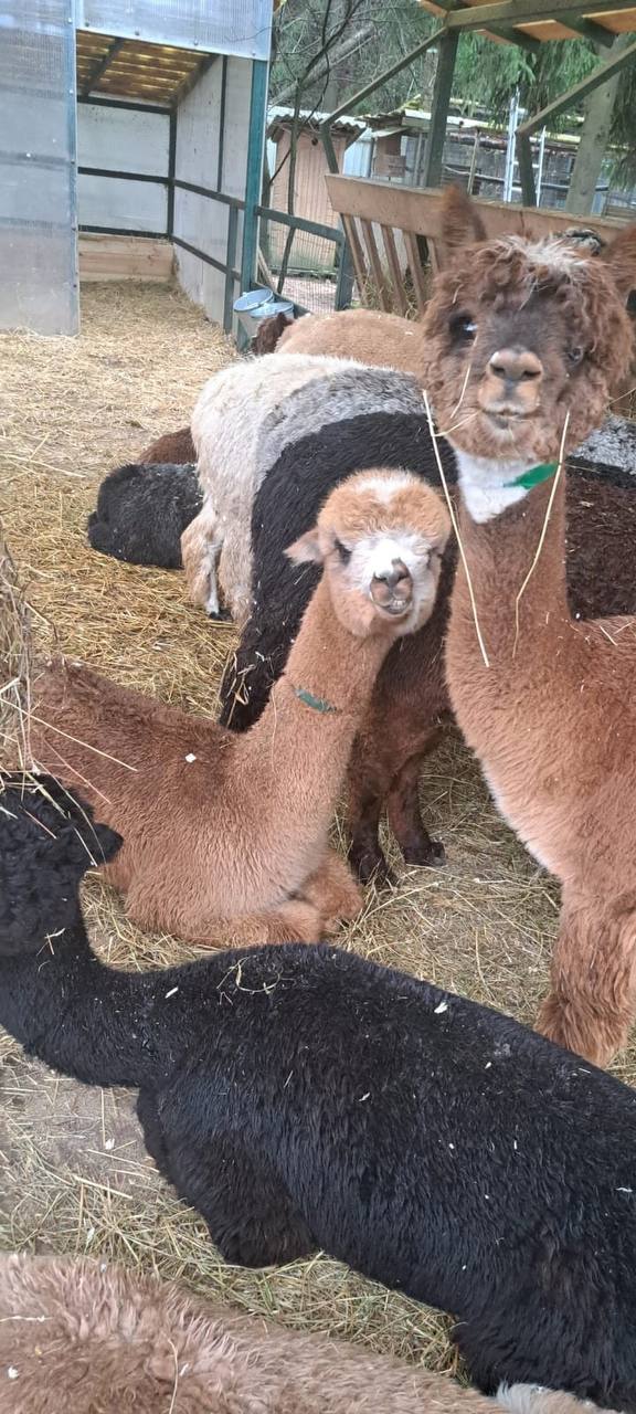 Альпаки на поезде приедут в барнаульский зоопарк Альпаки на поезде приедут в барнаульский зоопарк