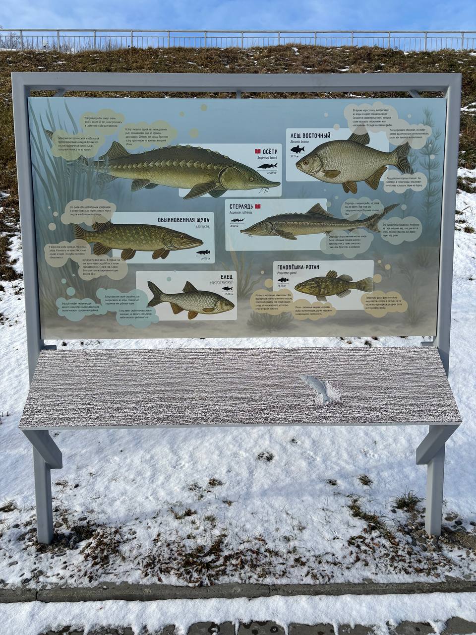 А вы видели, что на набережной теперь можно узнать про флору, фауну и историю пароходства Алтайского края? А вы видели, что на набережной теперь можно узнать про флору, фауну и историю пароходства Алтайского края?