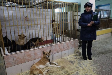 24 собаки изъяли из антисанитарной квартиры барнаульца