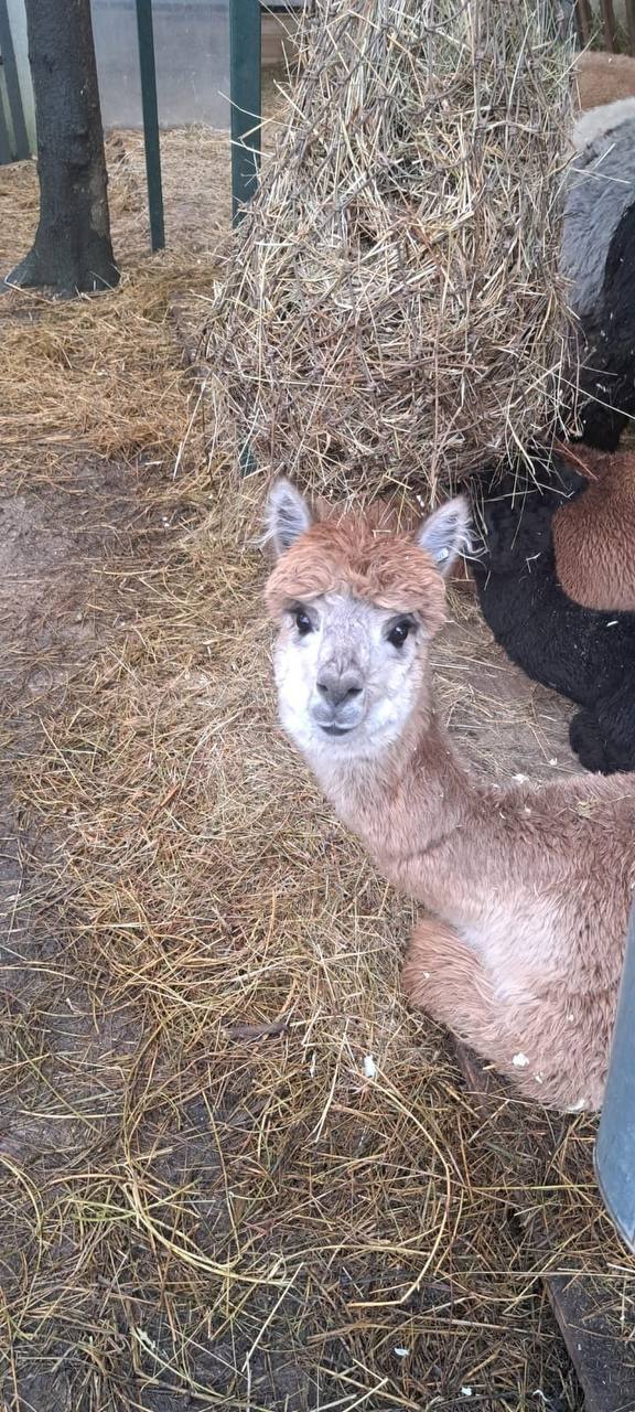 В барнаульский зоопарк скоро приедут альпаки из Чили В барнаульский зоопарк скоро приедут альпаки из Чили