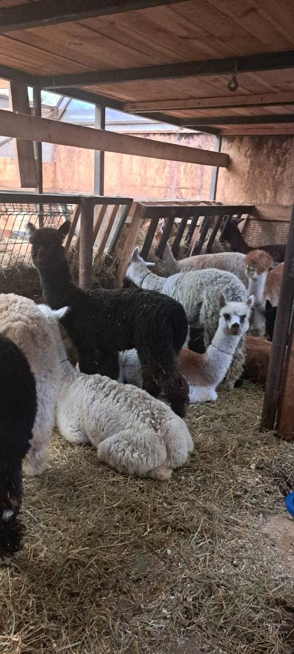 В барнаульский зоопарк скоро приедут альпаки из Чили В барнаульский зоопарк скоро приедут альпаки из Чили