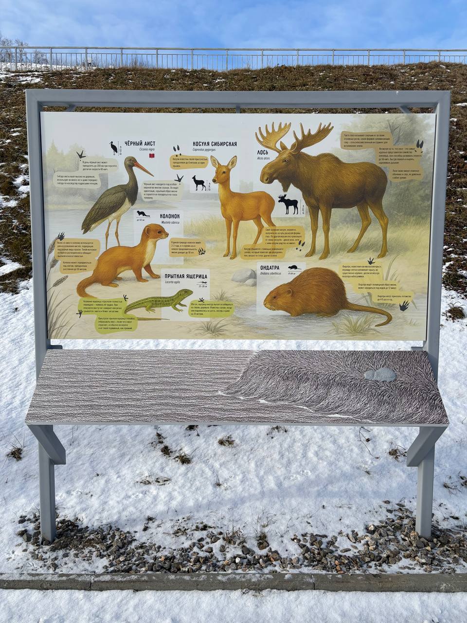 А вы видели, что на набережной теперь можно узнать про флору, фауну и историю пароходства Алтайского края? А вы видели, что на набережной теперь можно узнать про флору, фауну и историю пароходства Алтайского края?