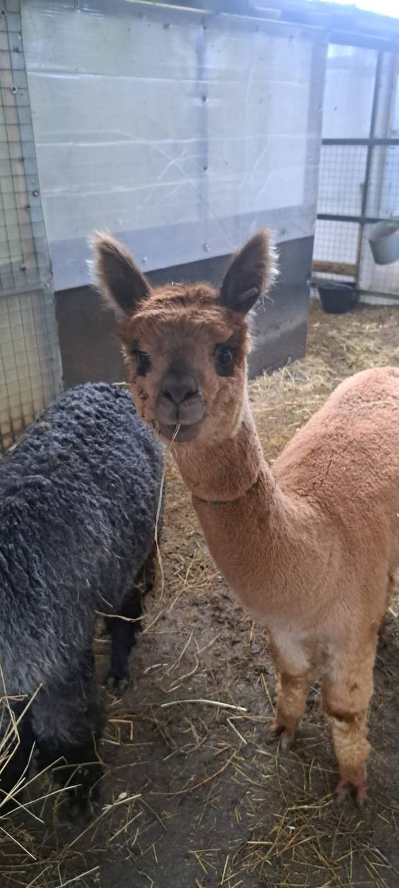 Альпаки на поезде приедут в барнаульский зоопарк Альпаки на поезде приедут в барнаульский зоопарк