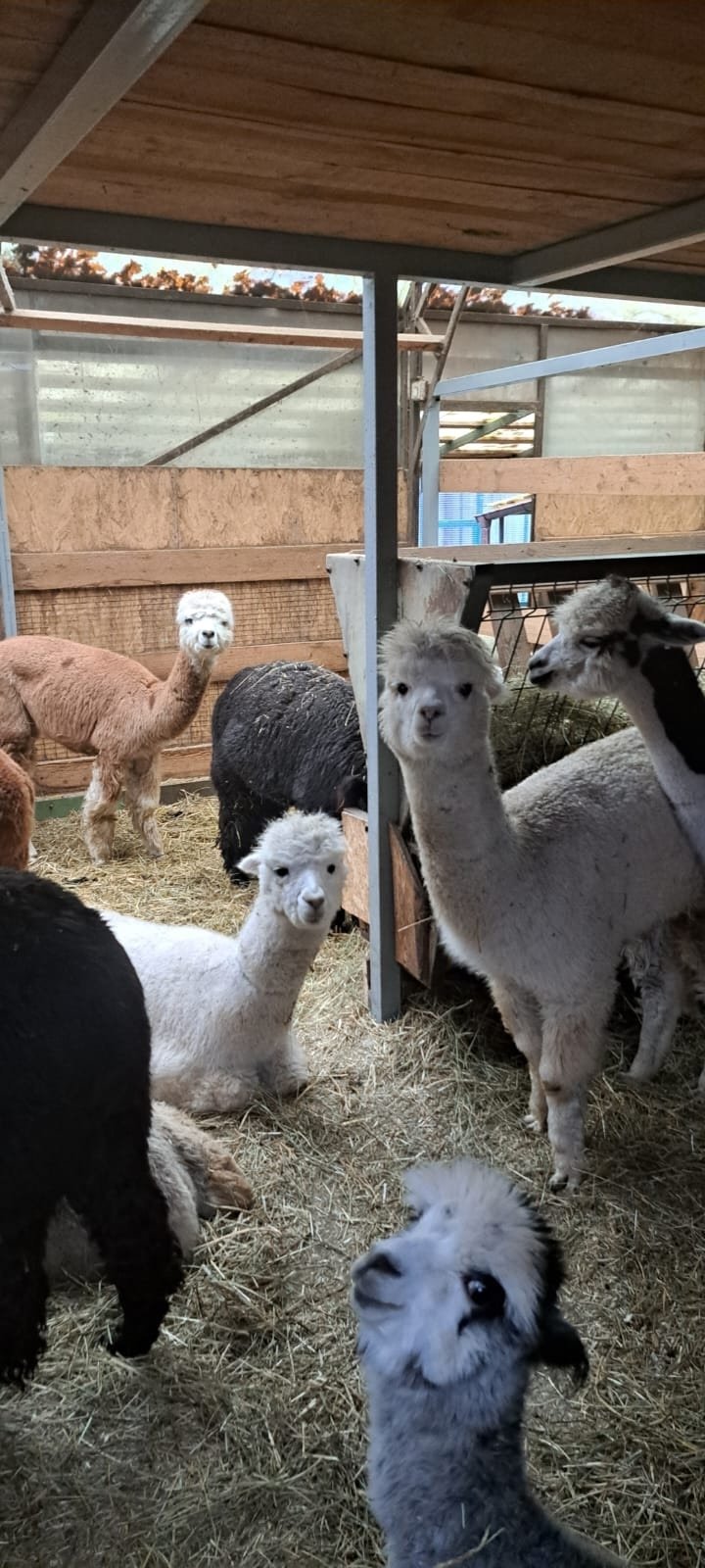 Альпаки поселятся в барнаульском зоопарке Альпаки поселятся в барнаульском зоопарке
