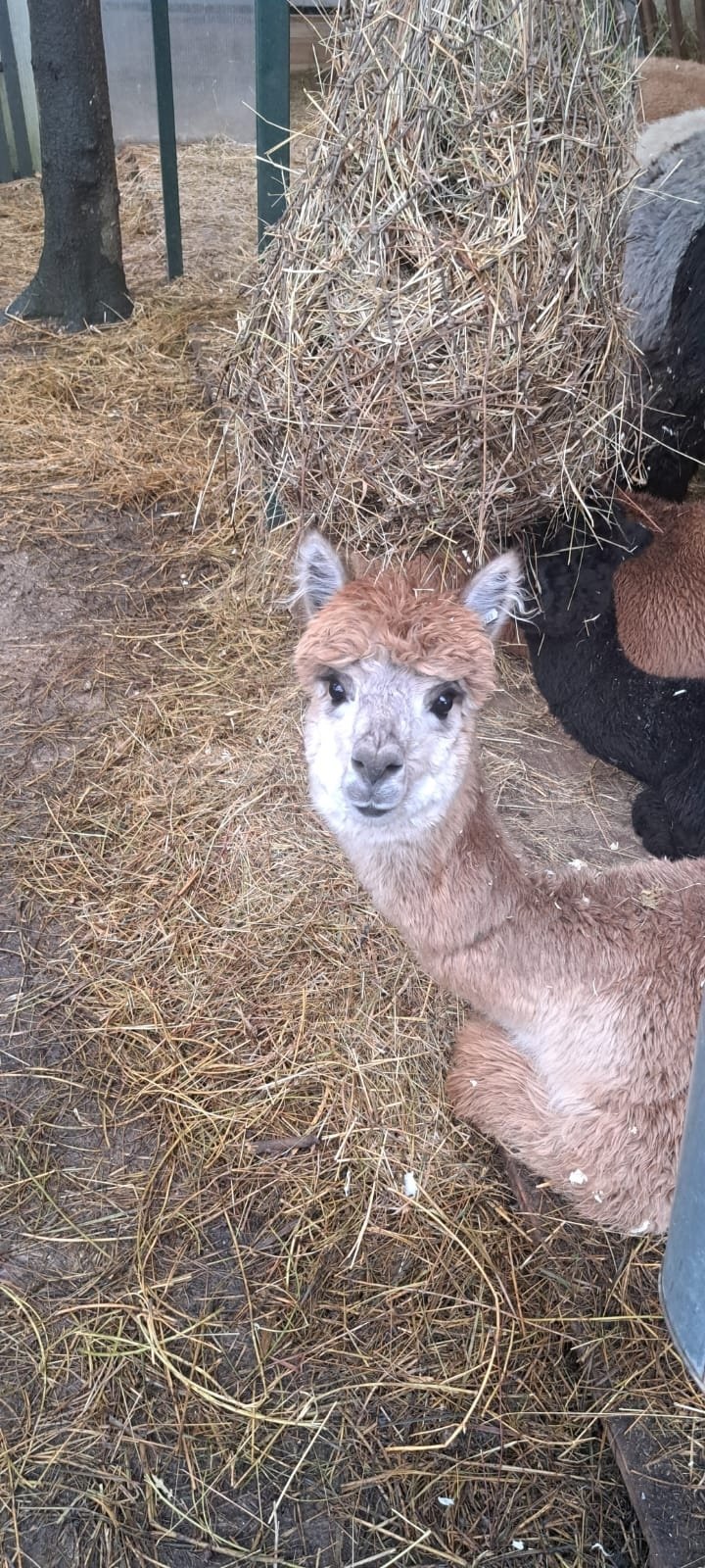 Альпаки поселятся в барнаульском зоопарке Альпаки поселятся в барнаульском зоопарке