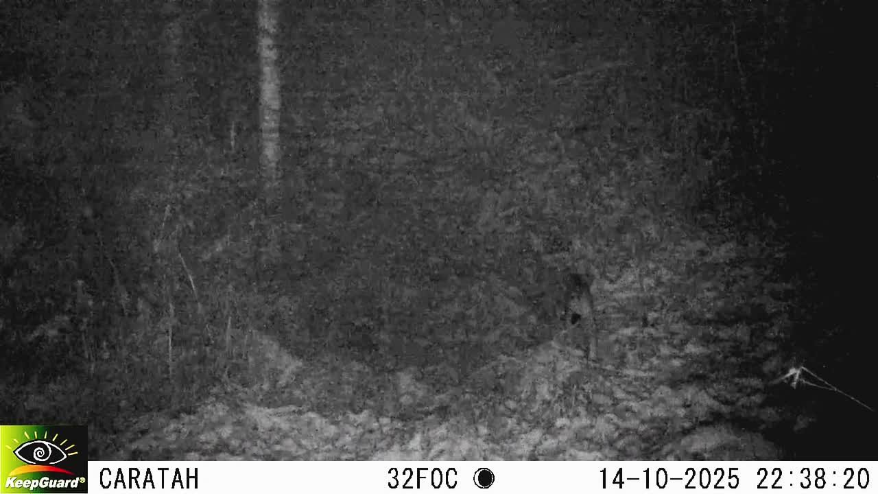 На фотоловушку попали редкие кадры охоты рыси