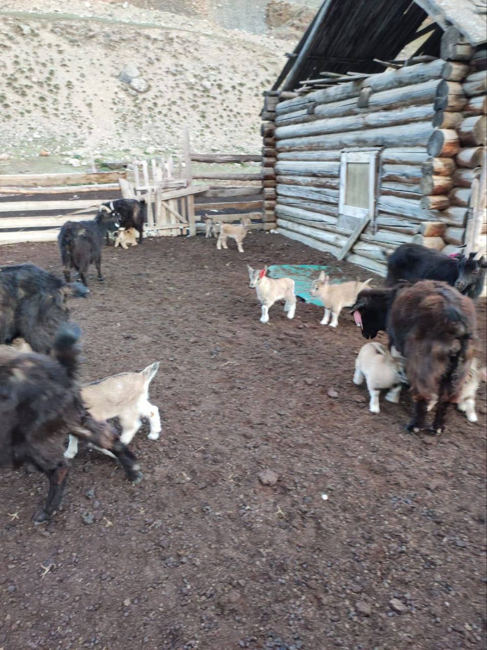 Альпийский Казанова: дикий козел покорил сердце всего стада в Горном Алтае Альпийский Казанова: дикий козел покорил сердце всего стада в Горном Алтае