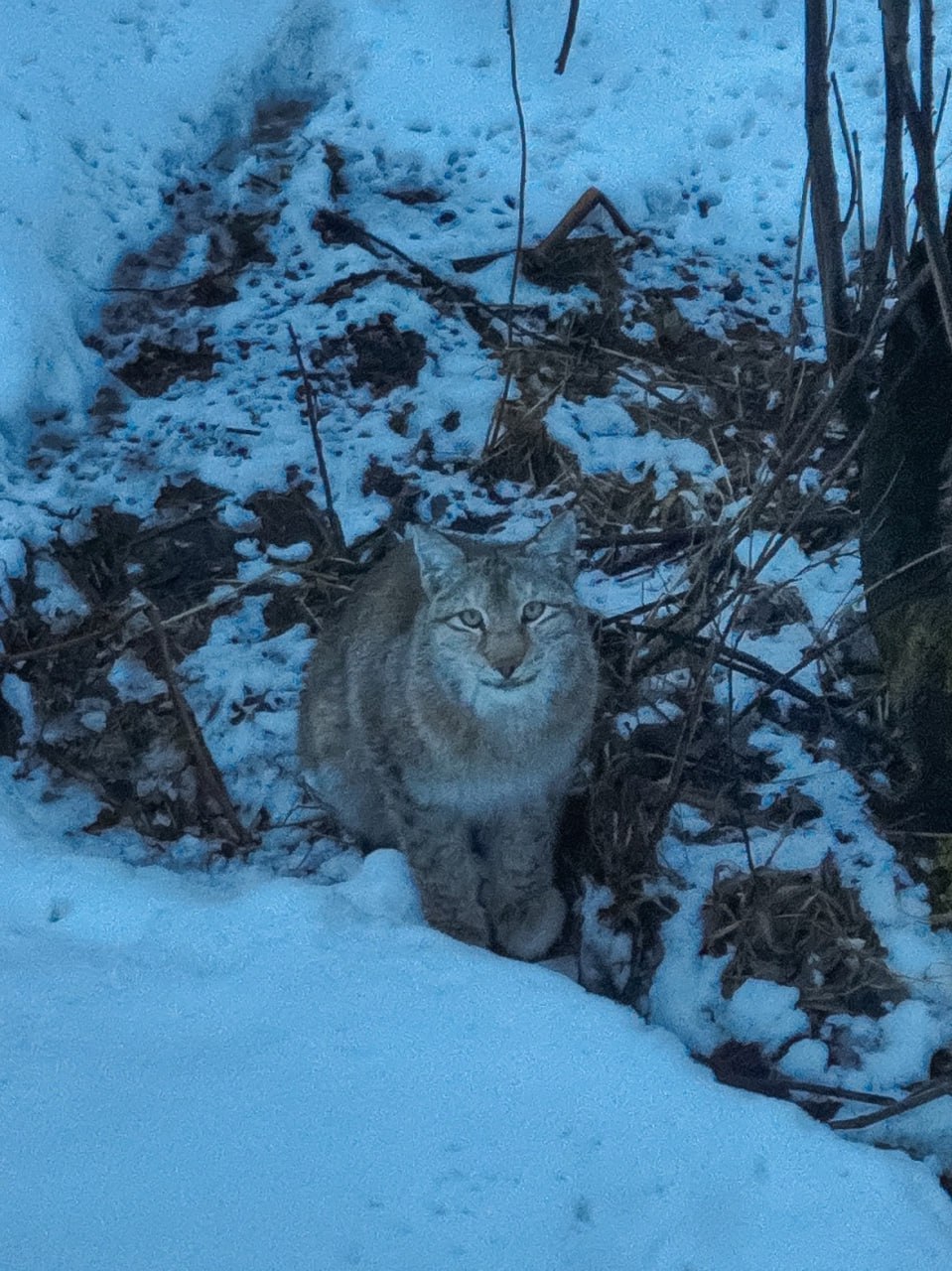 На фотоловушку попали редкие кадры охоты рыси На фотоловушку попали редкие кадры охоты рыси