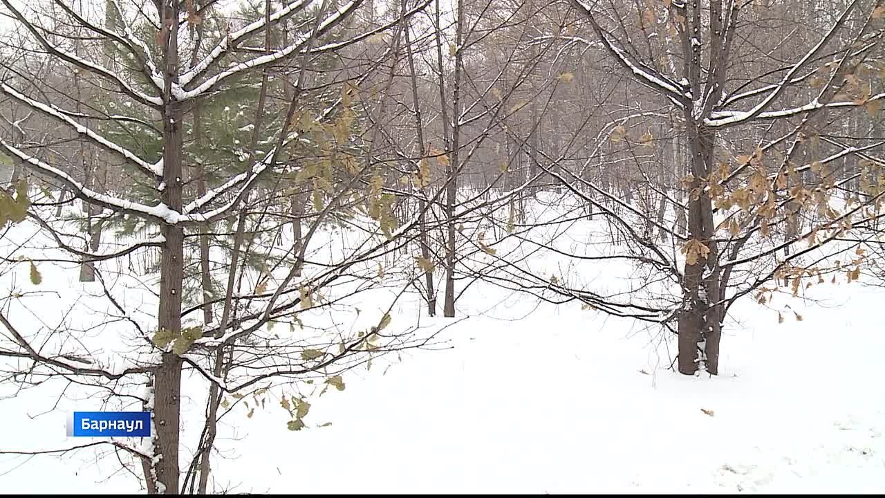 Правоохранительные органы разбираются в инциденте с участием барнаульских подростков, напавших на мужчину