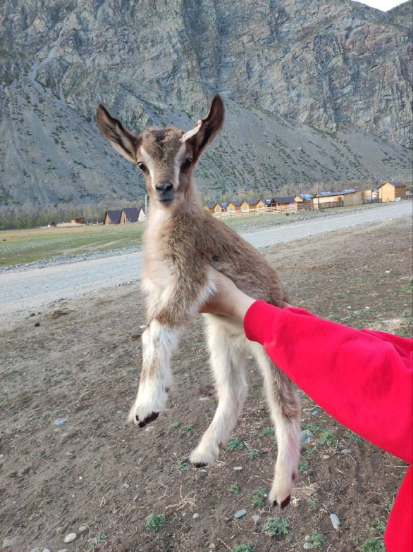 Альпийский Казанова: дикий козел покорил сердце всего стада в Горном Алтае