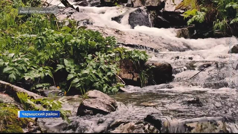 Алтайский фермер лишился земли из-за подделанных печатей и подписи