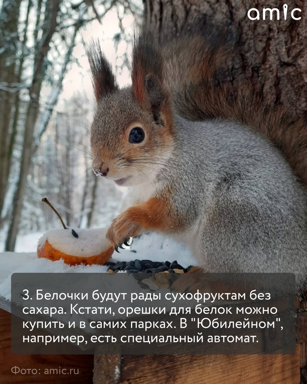 «Нагорный», «Юбилейный», «Изумрудный», «Лесная сказка» — что объединяет эти парки? Здесь живет много белок, которые рады орешкам и семечкам «Нагорный», «Юбилейный», «Изумрудный», «Лесная сказка» — что объединяет эти парки? Здесь живет много белок, которые рады орешкам и семечкам