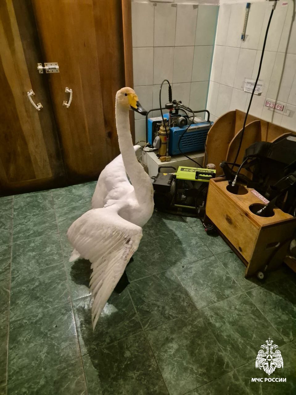 Алтайские спасатели защитили лебедя от собак Алтайские спасатели защитили лебедя от собак