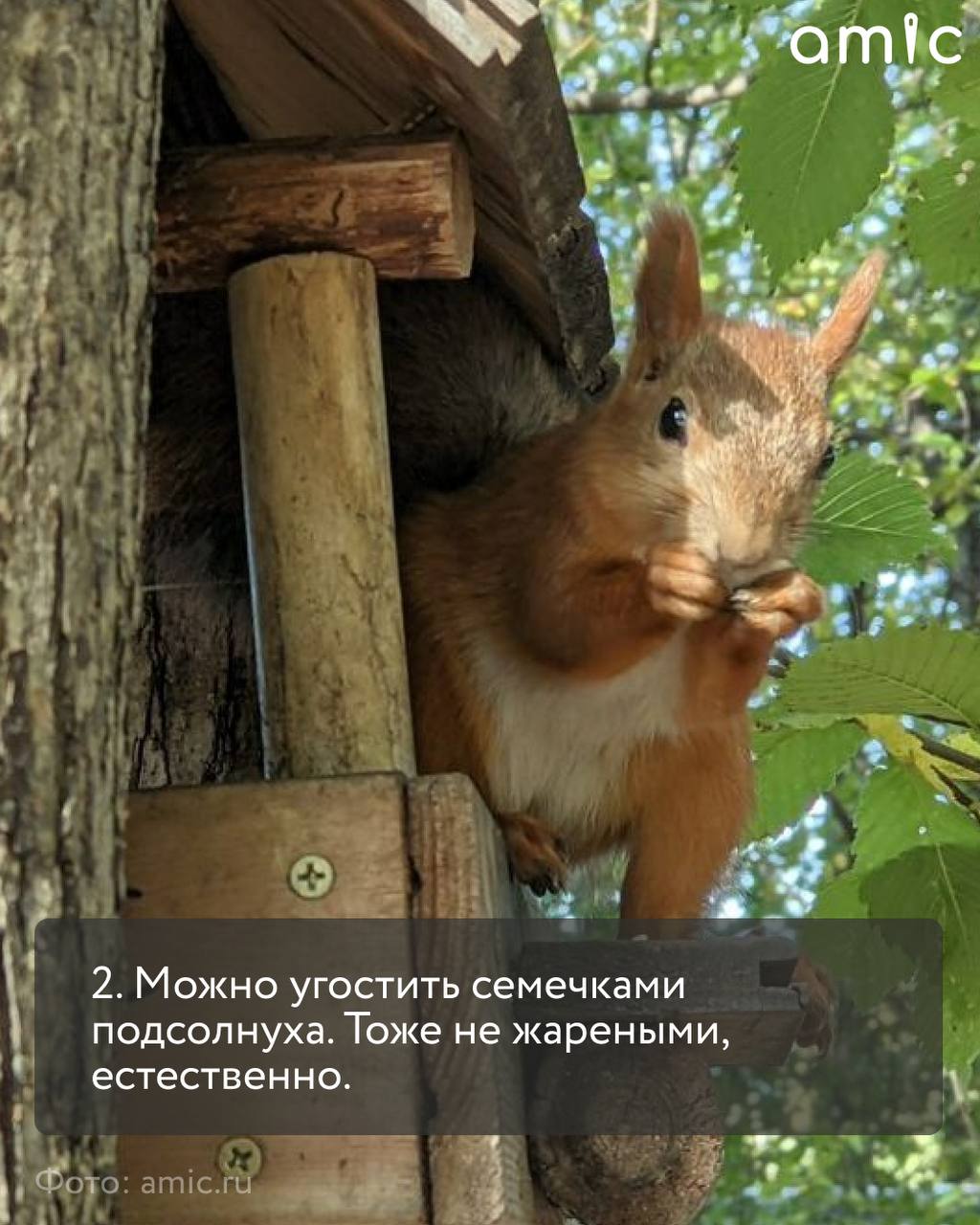 «Нагорный», «Юбилейный», «Изумрудный», «Лесная сказка» — что объединяет эти парки? Здесь живет много белок, которые рады орешкам и семечкам «Нагорный», «Юбилейный», «Изумрудный», «Лесная сказка» — что объединяет эти парки? Здесь живет много белок, которые рады орешкам и семечкам