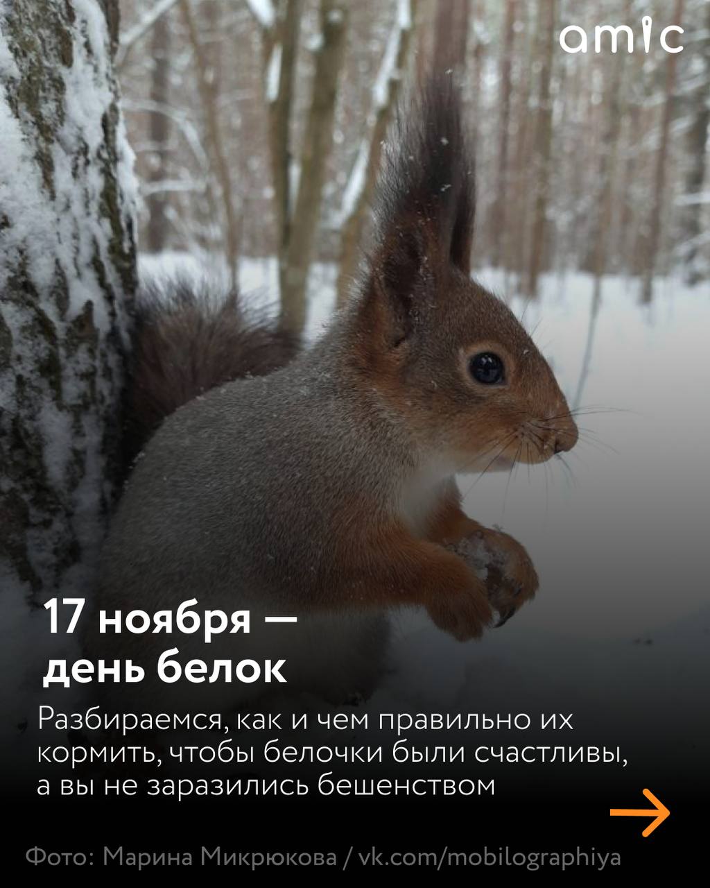 «Нагорный», «Юбилейный», «Изумрудный», «Лесная сказка» — что объединяет эти парки? Здесь живет много белок, которые рады орешкам и семечкам