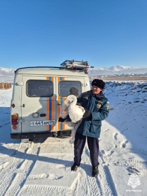 Алтайские спасатели защитили лебедя от собак