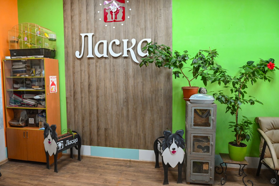 В Барнауле прошло выездное совещание на территории приюта «Ласка» В Барнауле прошло выездное совещание на территории приюта «Ласка»