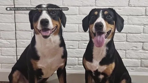 Интернет-мошенники под видом продавцов препаратов для домашних животных похитили у жительницы Барнаула 35 тысяч рублей