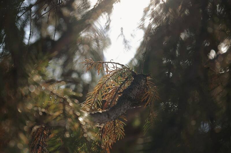Ноябрьская "весна". Небольшое, но приятное потепление пришло в Барнаул Ноябрьская "весна". Небольшое, но приятное потепление пришло в Барнаул