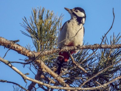 Милыми кадрами пестрого дятла поделилась фотограф-натуралист из Заринска Светлана Кулёва