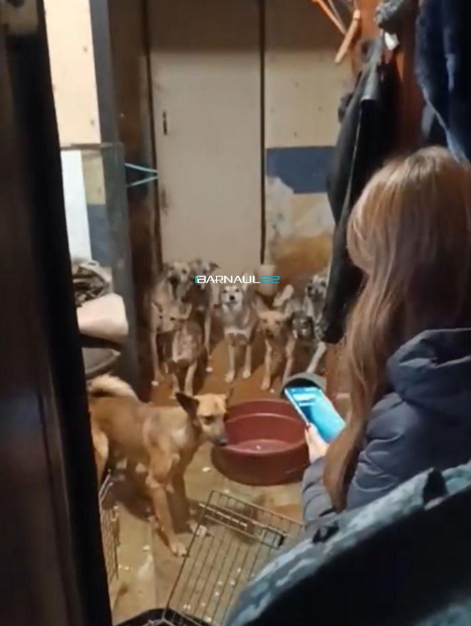 Волонтеры бьют тревогу. В Барнауле мужчина содержал более 30 собак в квартире Волонтеры бьют тревогу. В Барнауле мужчина содержал более 30 собак в квартире