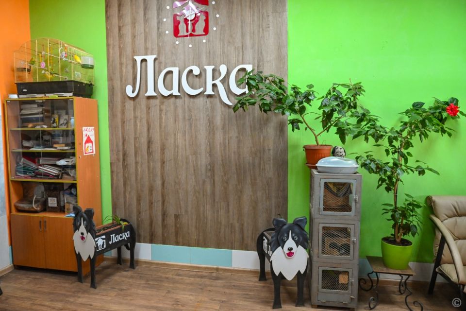 В Барнауле представили первые результаты масштабной программы по снижению числа безнадзорных животных В Барнауле представили первые результаты масштабной программы по снижению числа безнадзорных животных