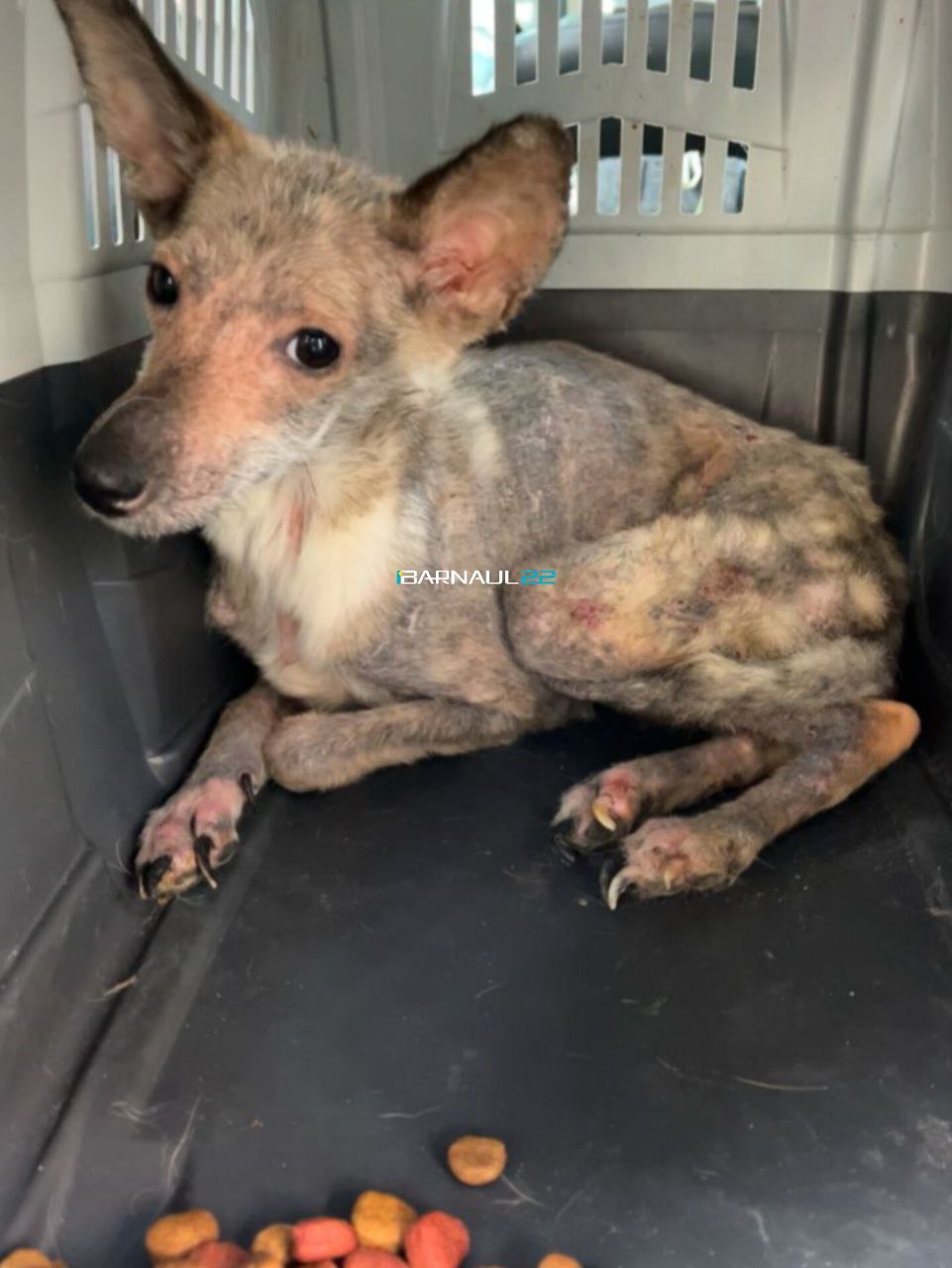 Волонтеры бьют тревогу. В Барнауле мужчина содержал более 30 собак в квартире Волонтеры бьют тревогу. В Барнауле мужчина содержал более 30 собак в квартире