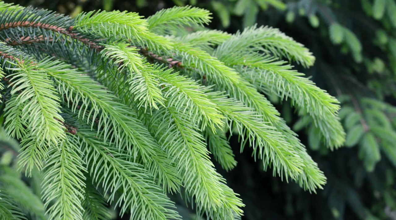 Управление ЖКХ, благоустройства и дорожного хозяйства Бийска готовится к праздникам и ищет ёлки для создания новогодних городков