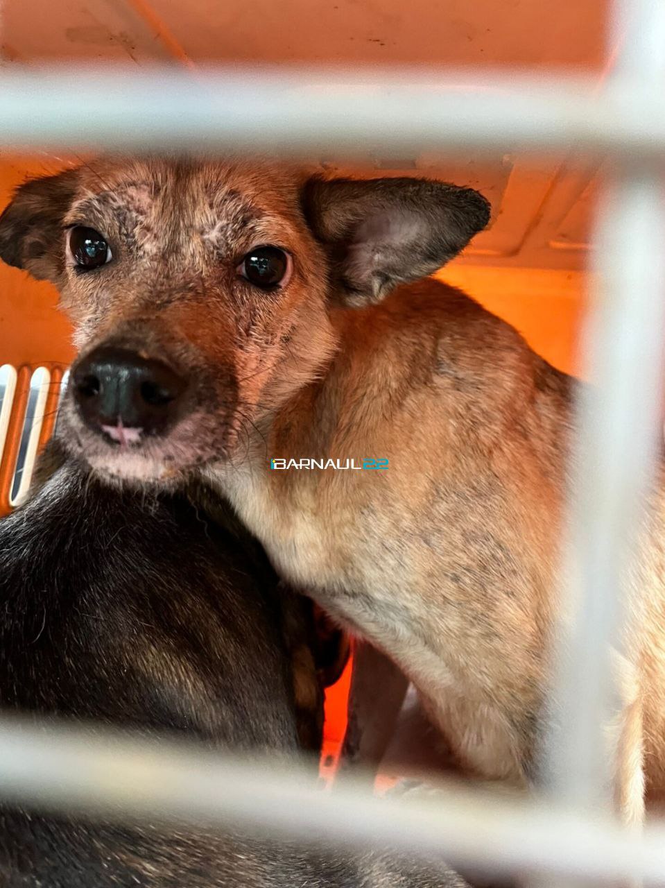 Волонтеры бьют тревогу. В Барнауле мужчина содержал более 30 собак в квартире