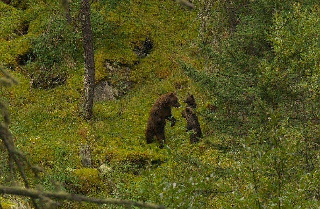 Медведица и медвежата попали в кадр сотрудника Катунского заповедника