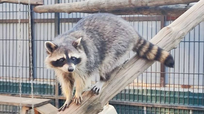 Барнаульские мамы смогут бесплатно посетить зоопарк "Лесная сказка"