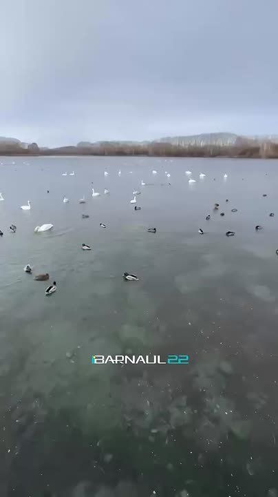 Первые лебеди-крикуны прилетели на лебединое озеро в поселок Урожайный Алтайского края