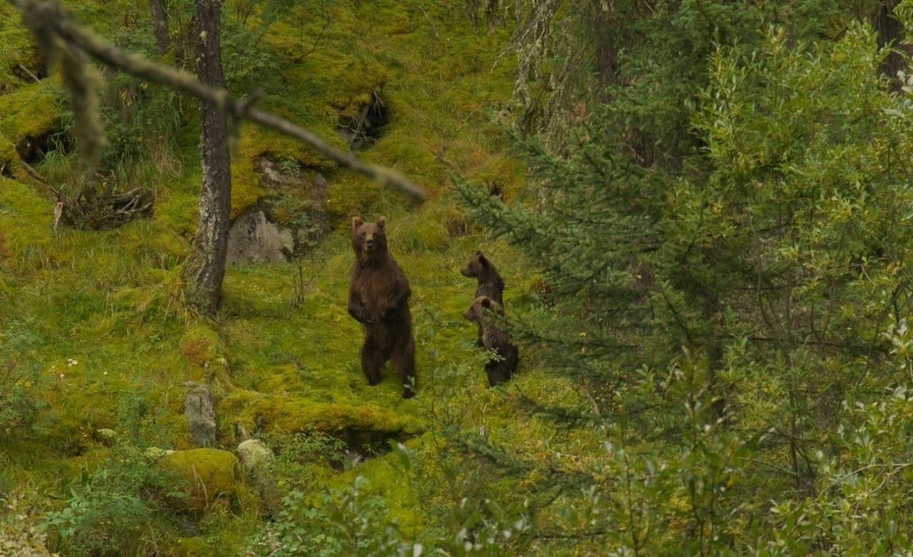 Медведица и медвежата попали в кадр сотрудника Катунского заповедника Медведица и медвежата попали в кадр сотрудника Катунского заповедника