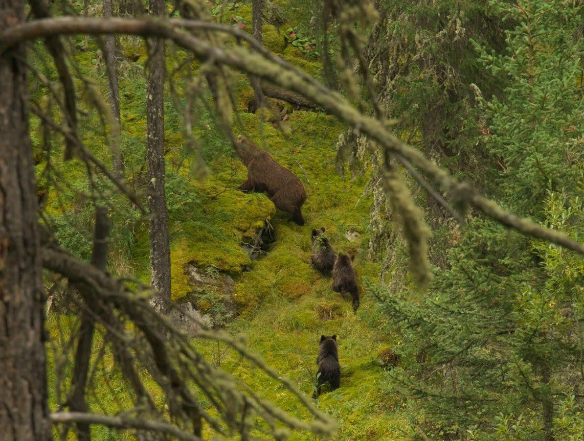 Медведица и медвежата попали в кадр сотрудника Катунского заповедника Медведица и медвежата попали в кадр сотрудника Катунского заповедника