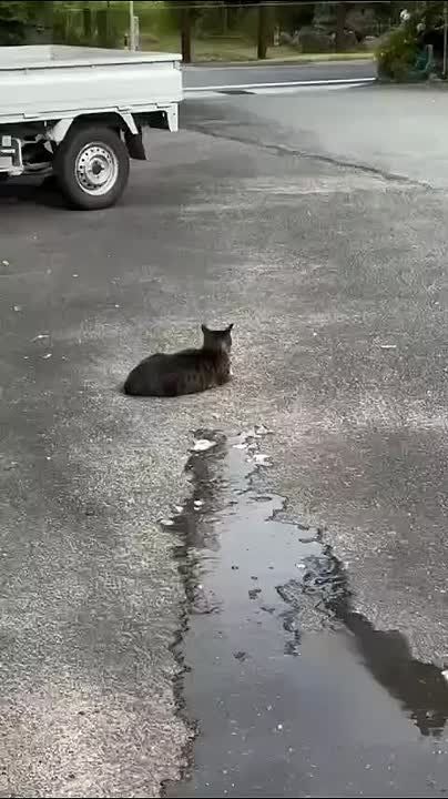 Под лежачий камень вода не течёт! А под лежащего кота?
