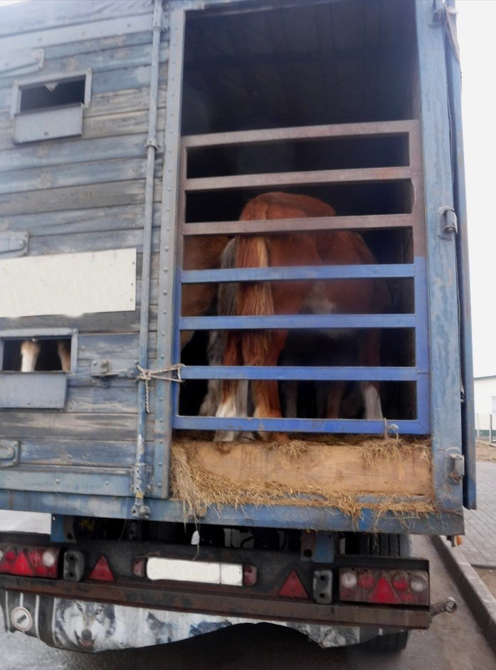 Незаконный вывоз лошадей и коров предотвратили в Алтайском крае