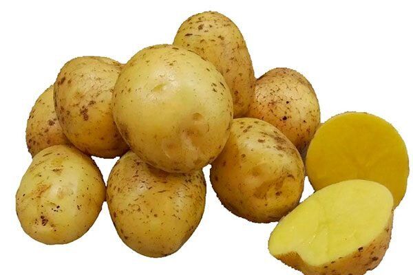 Картофель Галина: как этот сорт покоряет сердца агрономов и гурманов