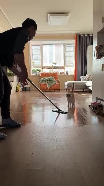 Идея для игры с котом . Доброе утро, Алтайский край!