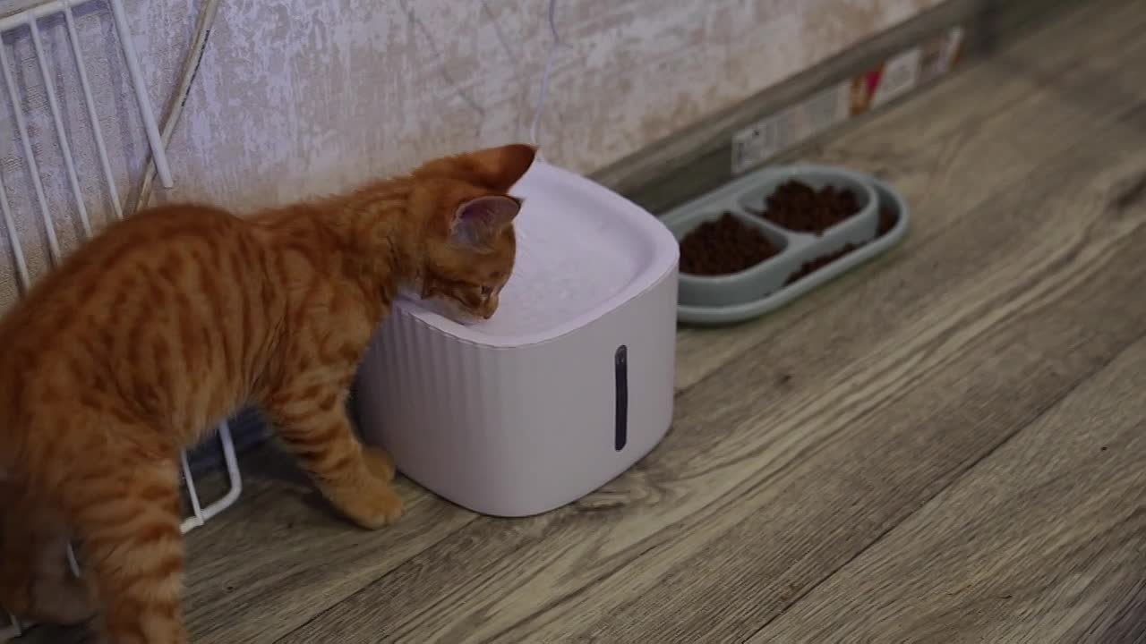 Необычный котёнок живёт в Барнауле