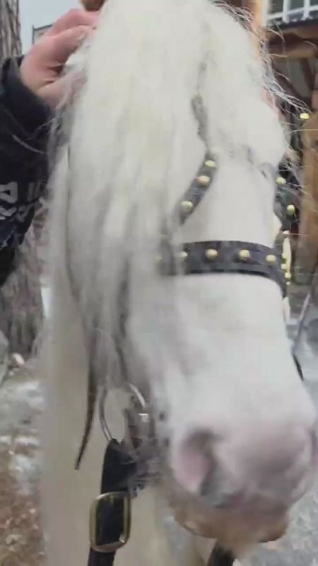 В резиденции Алтайского Деда Мороза нас встретил настоящий гость из Ирландии и символ 2026 года — тинкер с роскошной гривой и характером, который, по словам хозяйки, способен принести удачу каждому