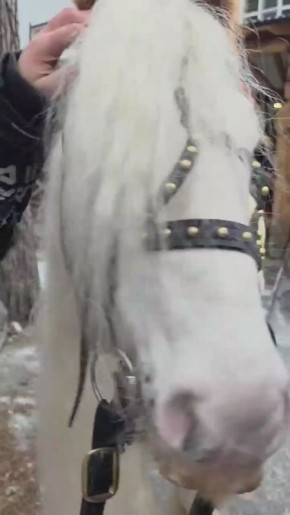 В резиденции Алтайского Деда Мороза нас встретил настоящий гость из Ирландии и символ 2026 года — тинкер с роскошной гривой и характером, который, по словам хозяйки, способен принести удачу каждому