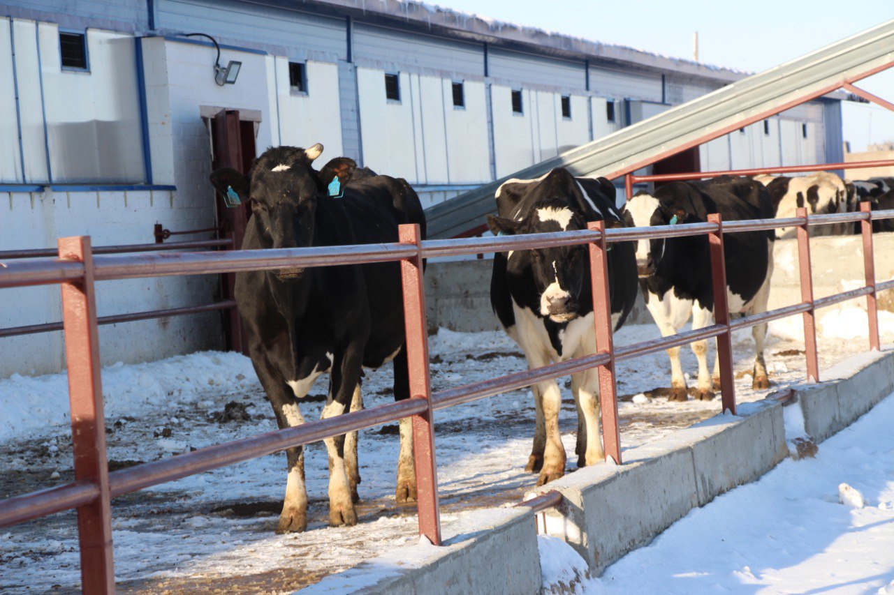Учхоз «Пригородное» перевел дойное стадо на беспривязную технологию содержания