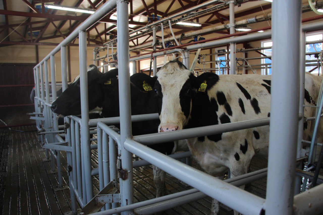 Учхоз «Пригородное» перевел дойное стадо на беспривязную технологию содержания Учхоз «Пригородное» перевел дойное стадо на беспривязную технологию содержания