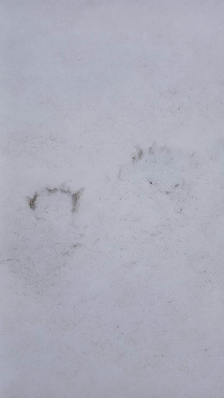 Следы медведя обнаружили на окраине села Фирсово Следы медведя обнаружили на окраине села Фирсово