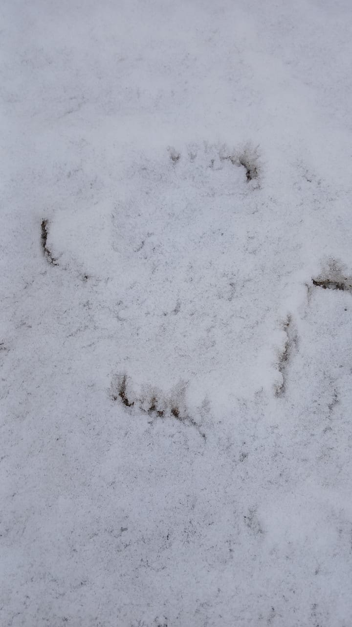 Следы медведя обнаружили на окраине села Фирсово Следы медведя обнаружили на окраине села Фирсово