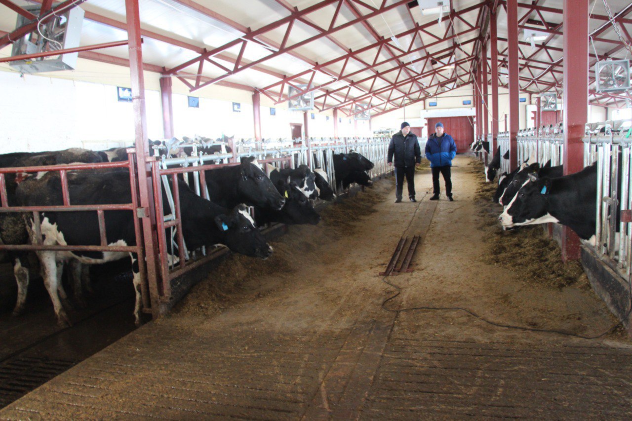 Учхоз «Пригородное» перевел дойное стадо на беспривязную технологию содержания Учхоз «Пригородное» перевел дойное стадо на беспривязную технологию содержания