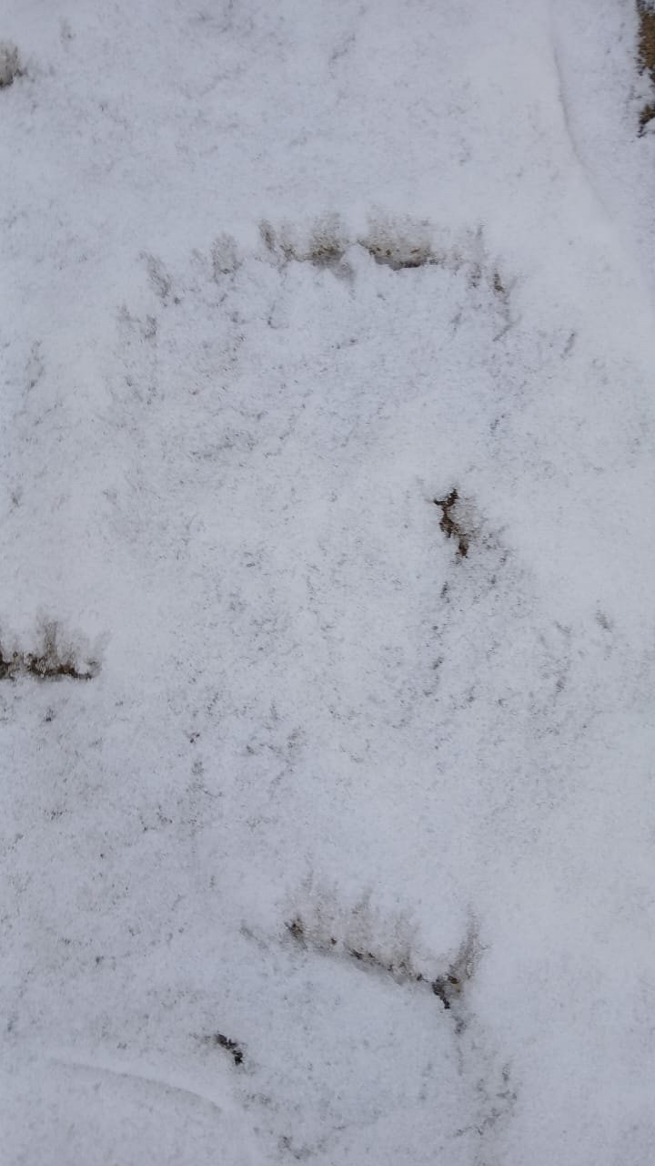 Следы медведя обнаружили на окраине села Фирсово