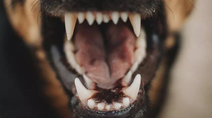 Тело мужчины, обглоданное животными, нашли в Бийске